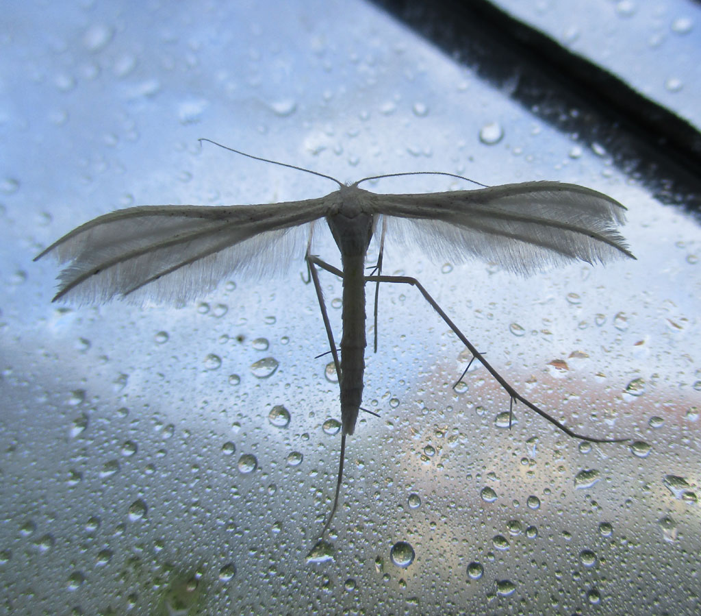  Schlehen Federgeistchen- Pterophorus pentadactyla