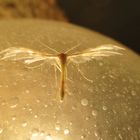 Schlehen Federgeistchen (Pterophorus pentadactyla) an der Lampe