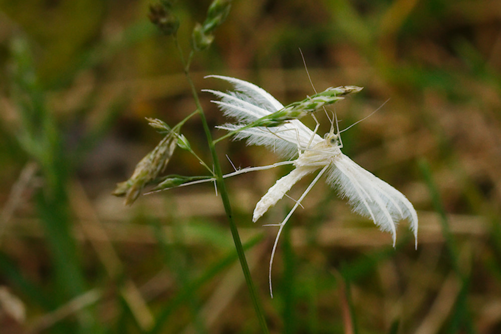 Schlehen-Federgeistchen (Pterophorus pentadactyla)