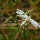 Schlehen-Federgeistchen (Pterophorus pentadactyla)