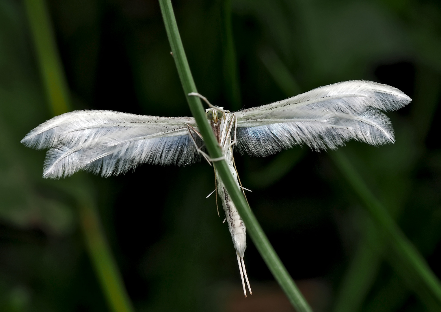 Schlehen-Federgeistchen (Pterophorus pentadactyla *) im Hochzeitskleid!