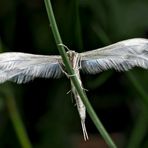 Schlehen-Federgeistchen (Pterophorus pentadactyla *) im Hochzeitskleid!