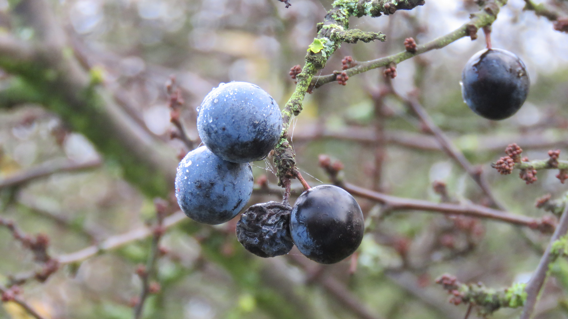 Schlehen- Früchte und Knospen...