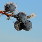 Schlehen im ersten Frost