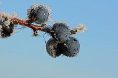 Schlehen im ersten Frost