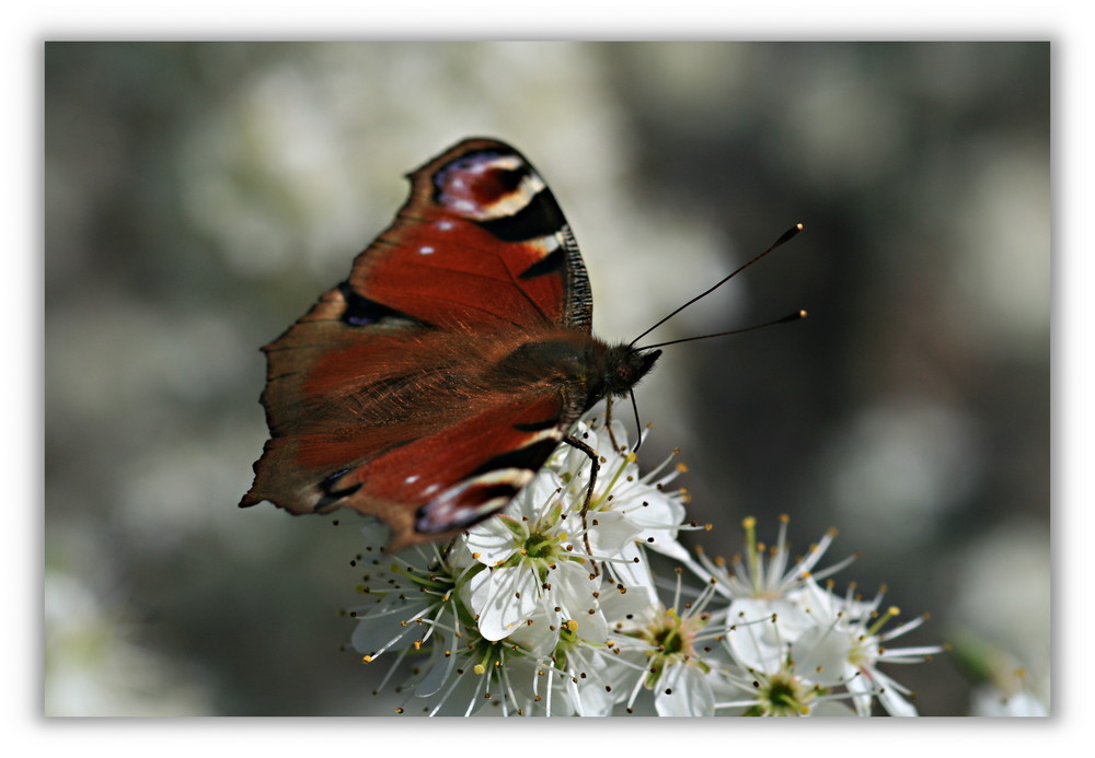 Schlehen mit Besuch 2