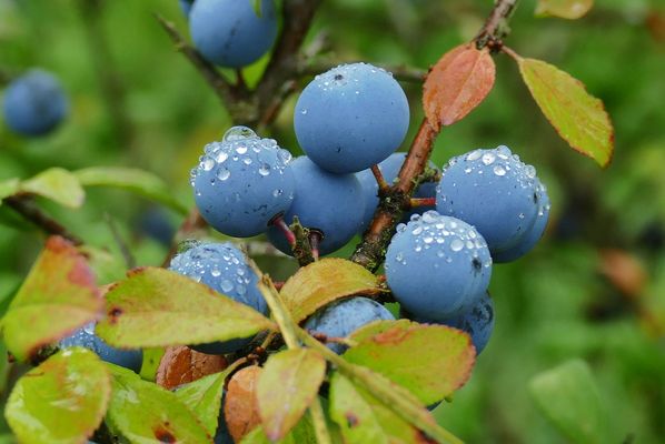 Schlehen mit Tautropfen