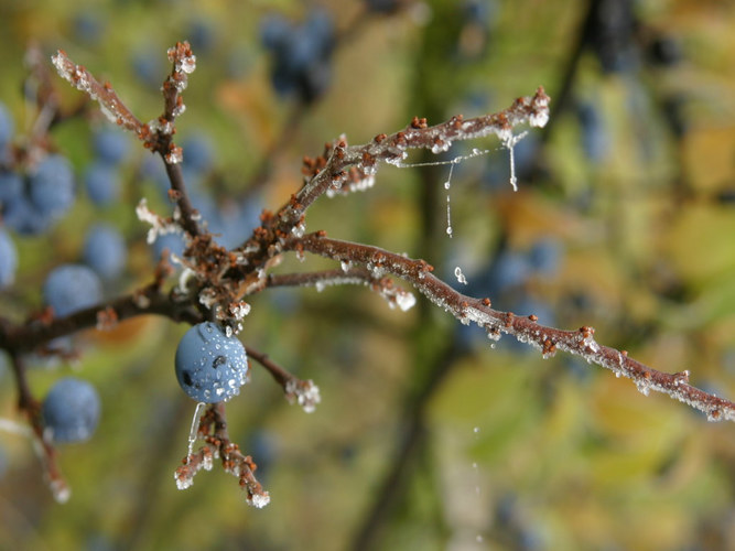 Schlehen nach dem ersten Frost