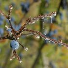 Schlehen nach dem ersten Frost