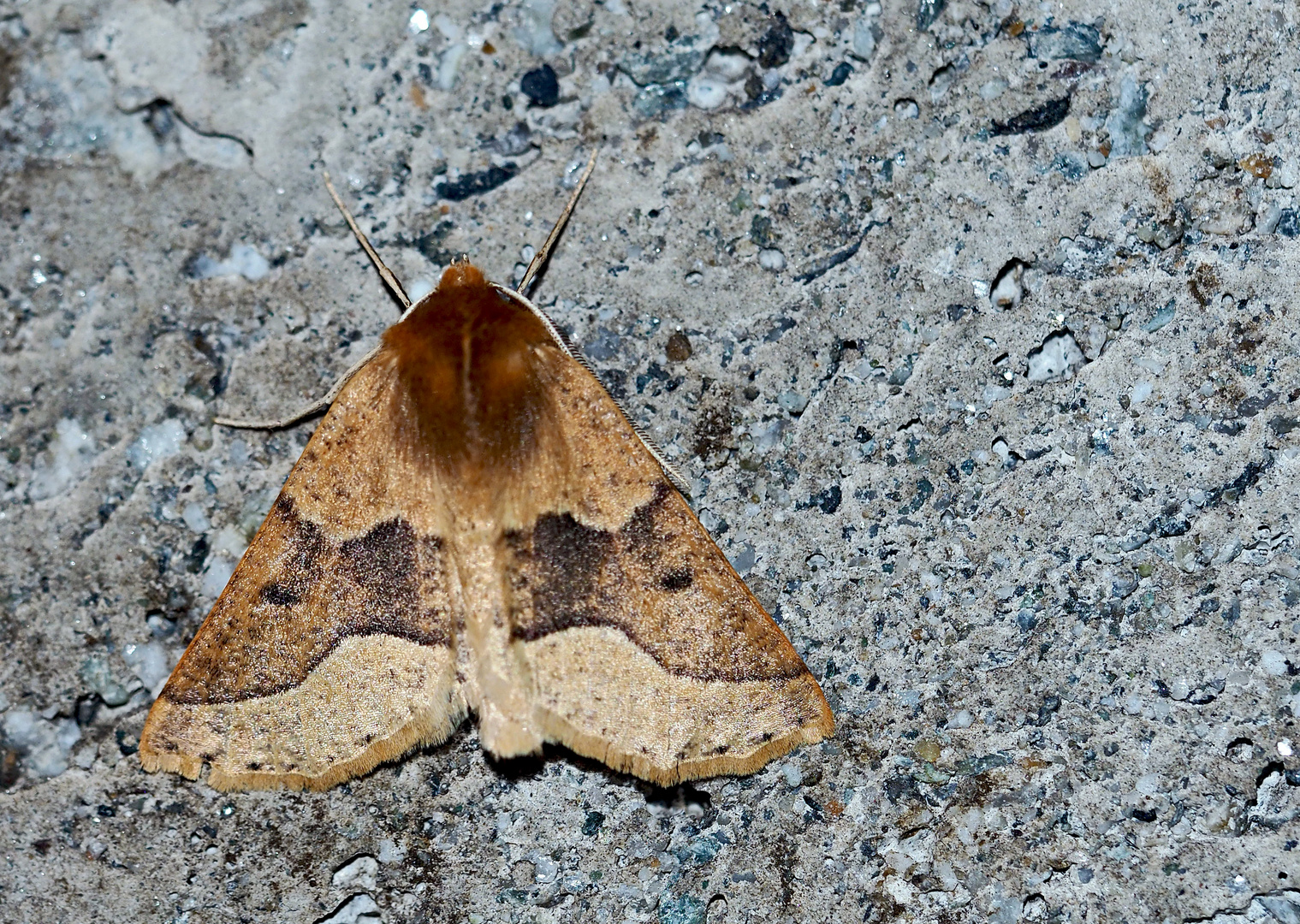 Schlehen-Schmuckspanner (Crocallis tusciaria) * - La Crocalle du Prunellier, la Crocalle brune.