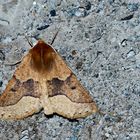 Schlehen-Schmuckspanner (Crocallis tusciaria) * - La Crocalle du Prunellier, la Crocalle brune.