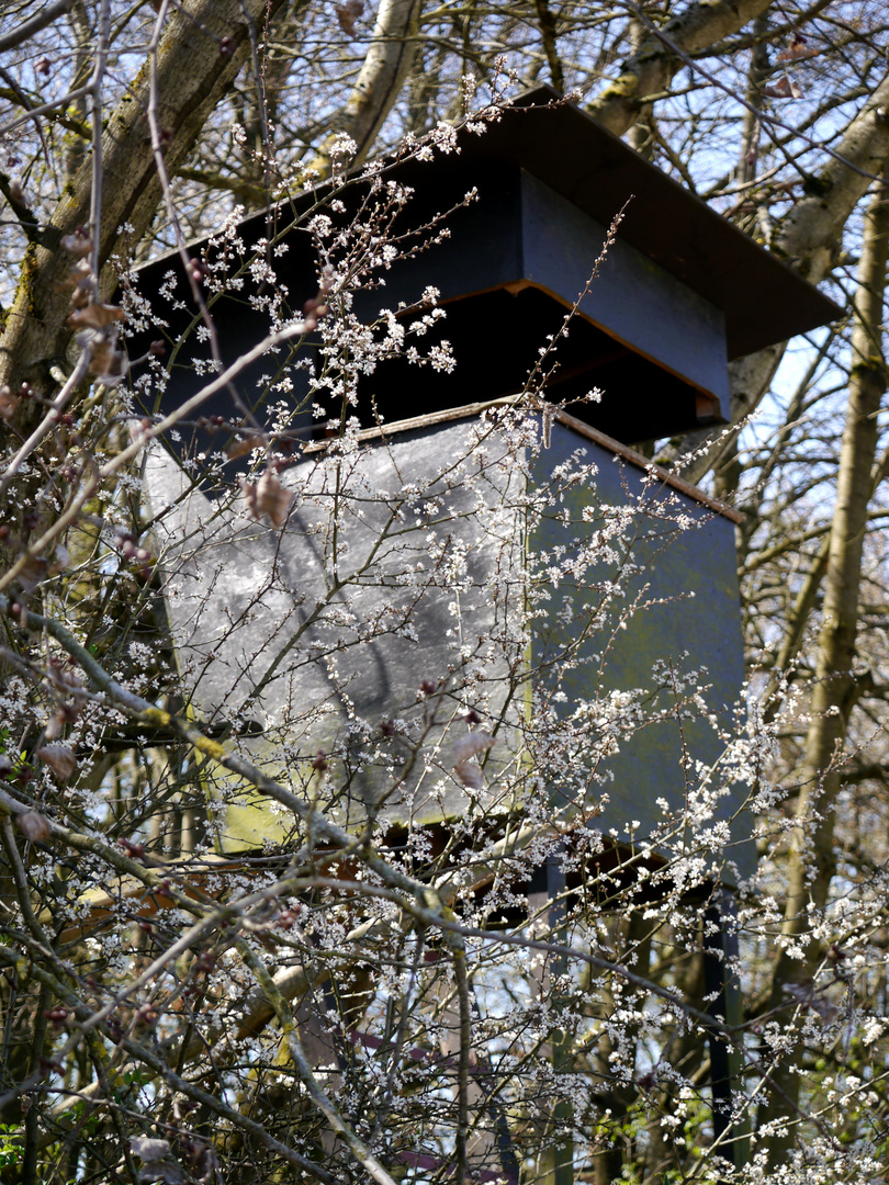 Schlehen- und Wildkirschenblüte vor Ostern 1