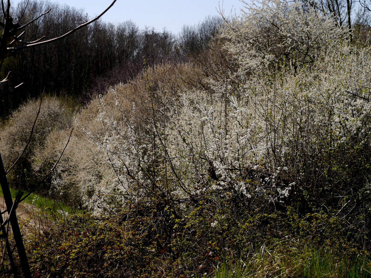 Schlehen- und Wildkirschenblüte vor Ostern 2