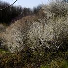 Schlehen- und Wildkirschenblüte vor Ostern 2