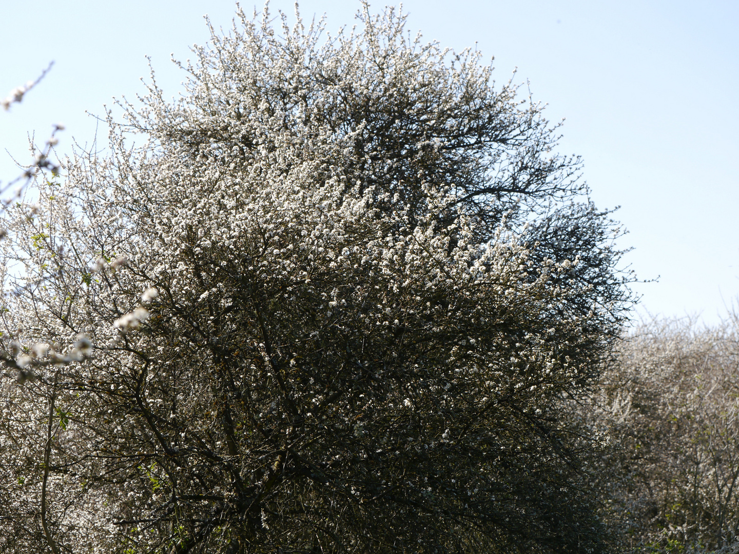 Schlehen- und Wildkirschenblüte vor Ostern 3