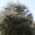 Schlehen- und Wildkirschenblüte vor Ostern 3