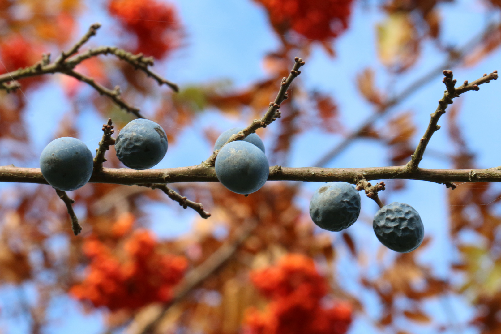 Schlehen vor herbstlichem Hintergrund