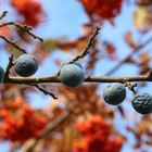 Schlehen vor herbstlichem Hintergrund