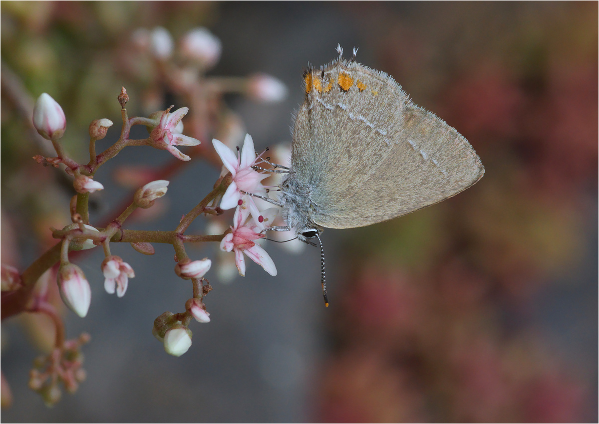 Schlehen-Zipfelfalter (Satyrium acaciae)