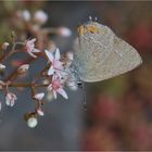 Schlehen-Zipfelfalter (Satyrium acaciae)