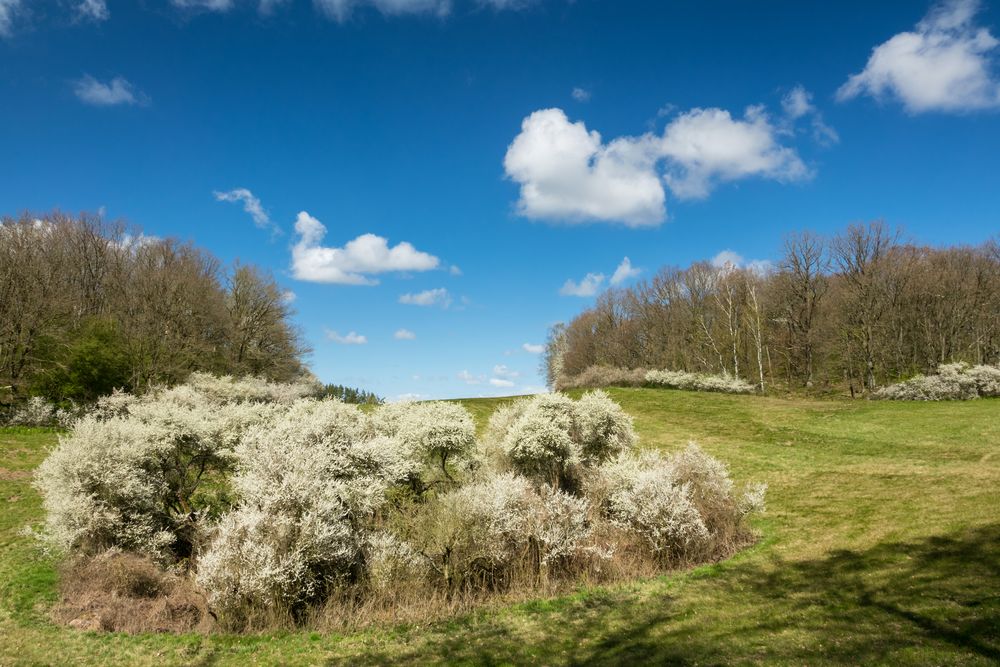 Schlehenblüte