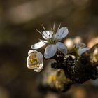 Schlehenblüte....