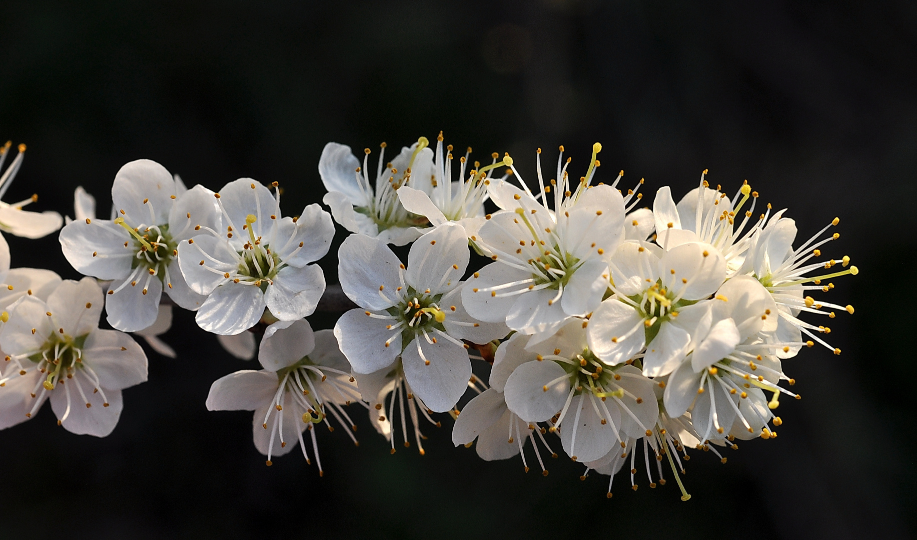 Schlehenblüte 2