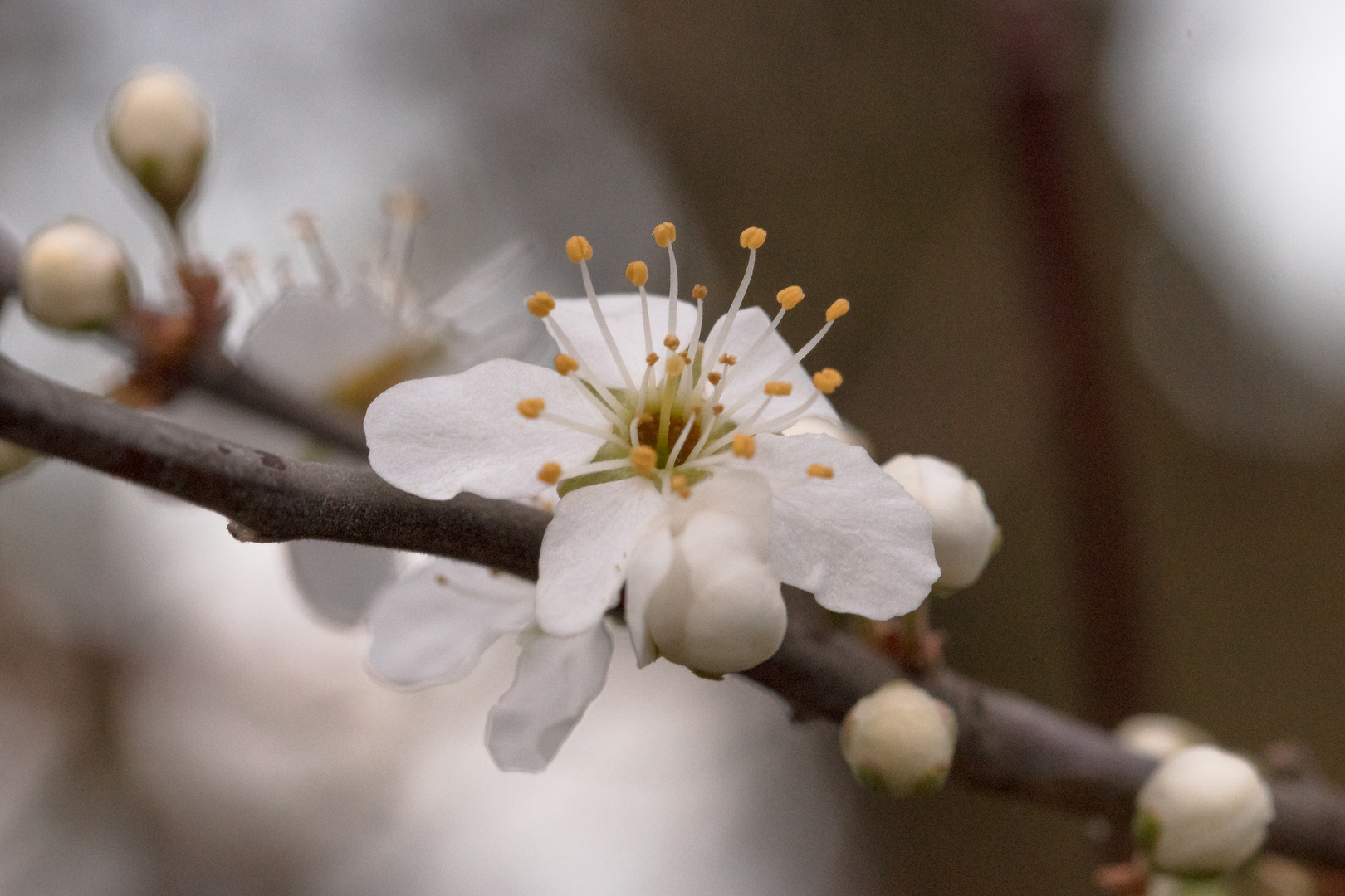 Schlehenblüte