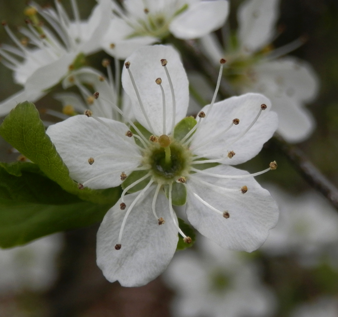 Schlehenblüte