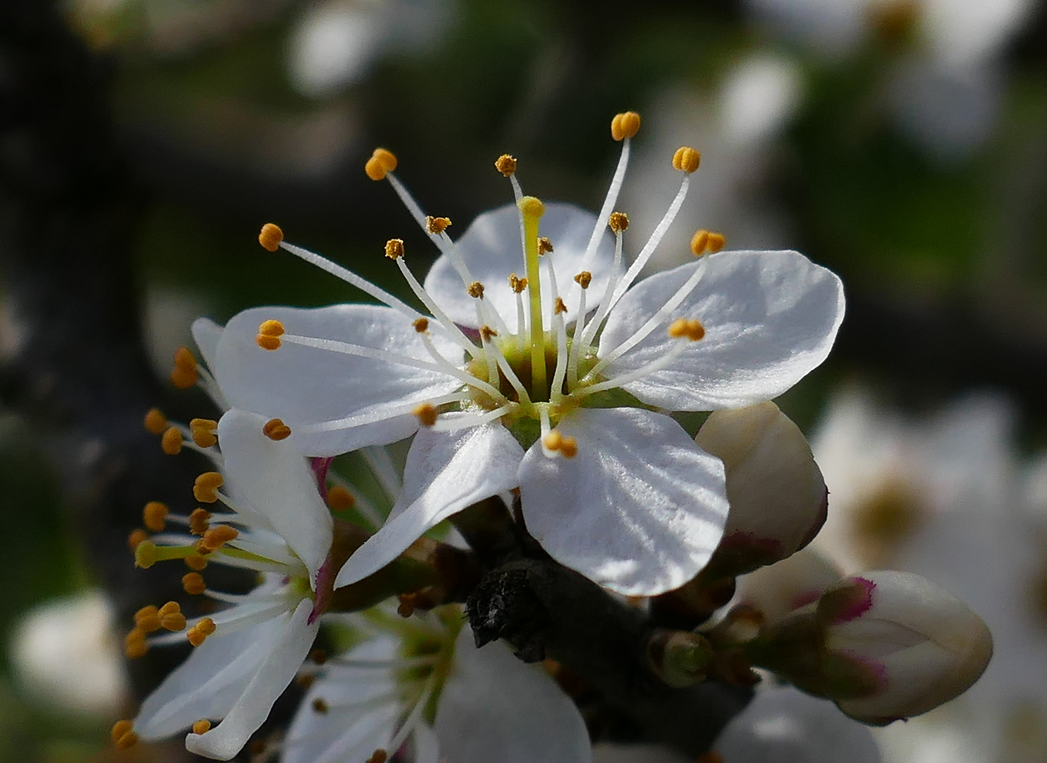 Schlehenblüte...