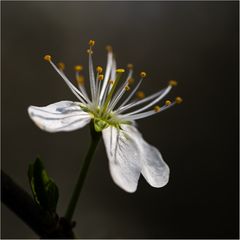 Schlehenblüte...