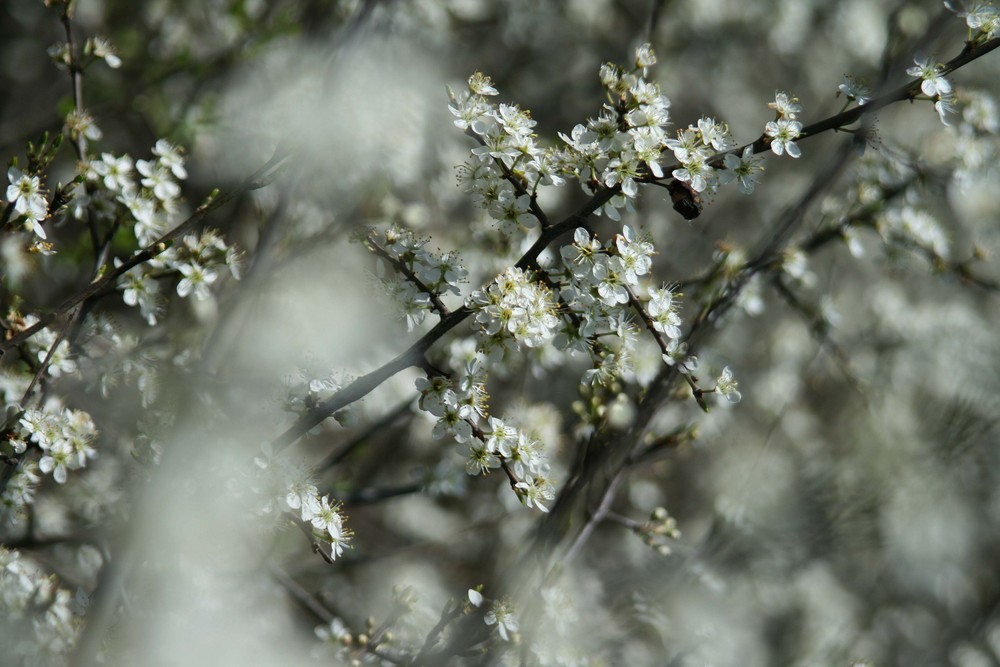 Schlehenblüte