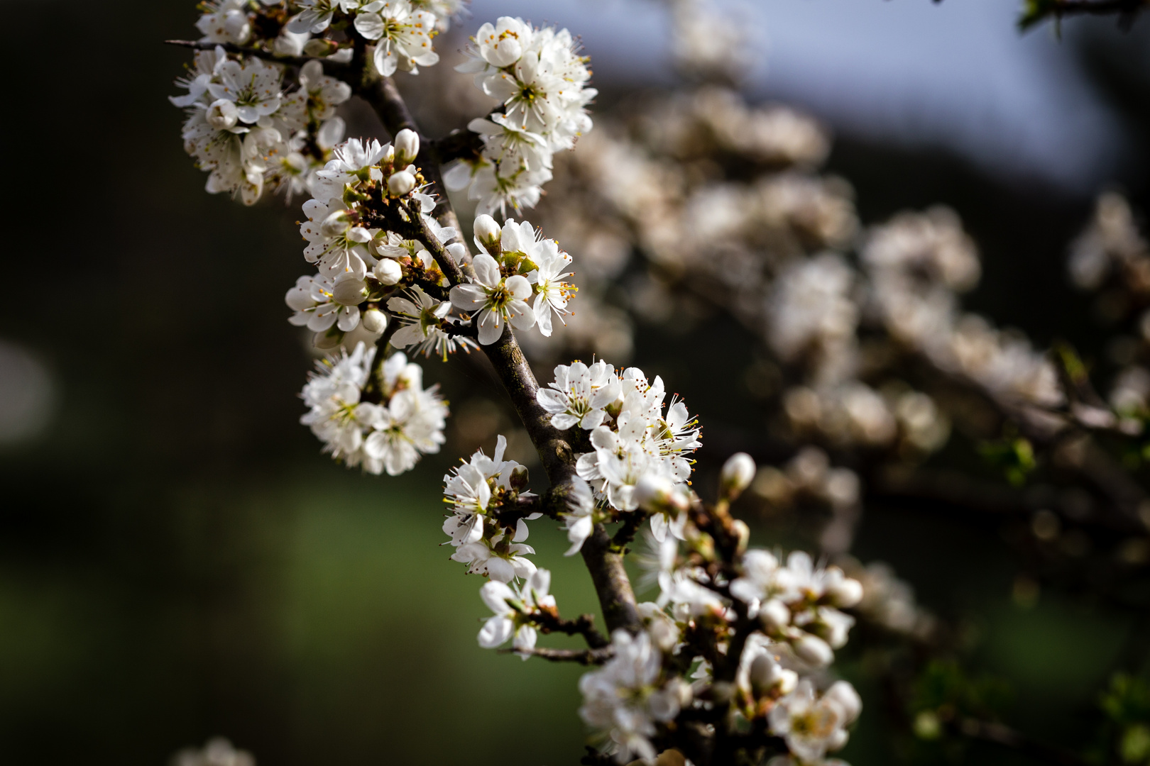 Schlehenblüte