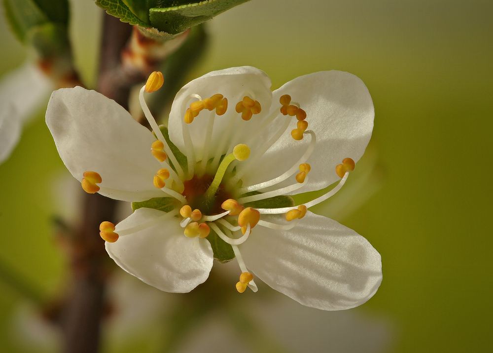 ...Schlehenblüte...