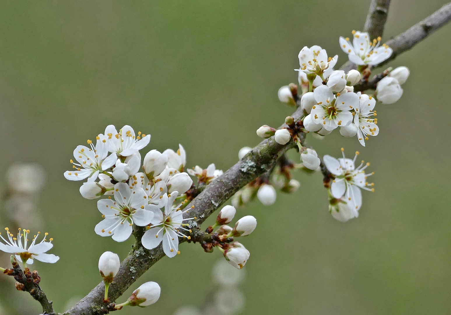 Schlehenblüte