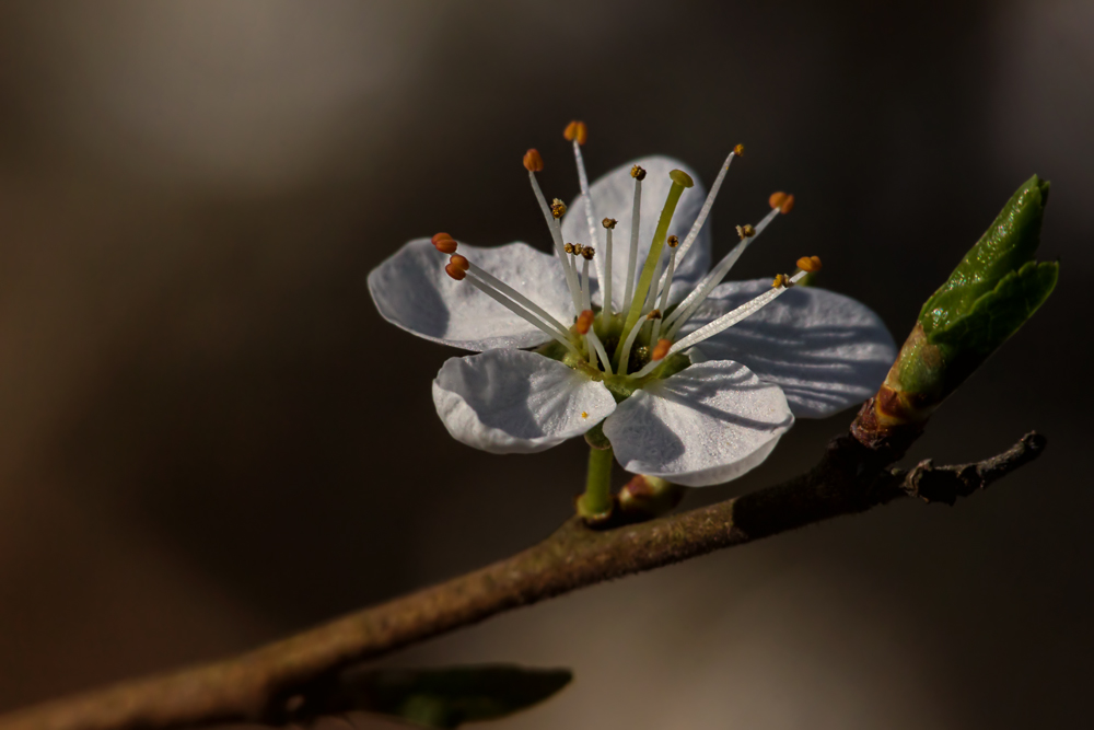 Schlehenblüte