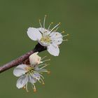 Schlehenblüte