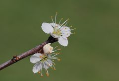 Schlehenblüte