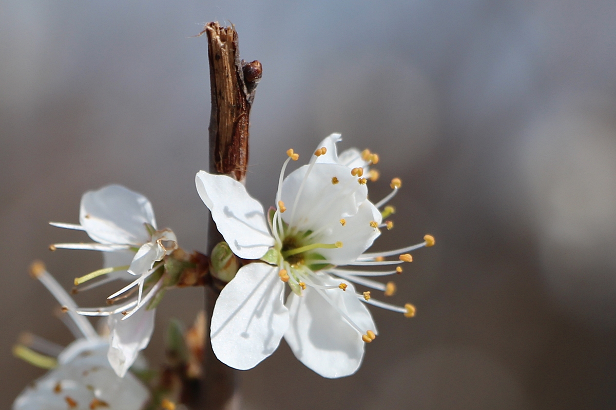 Schlehenblüte