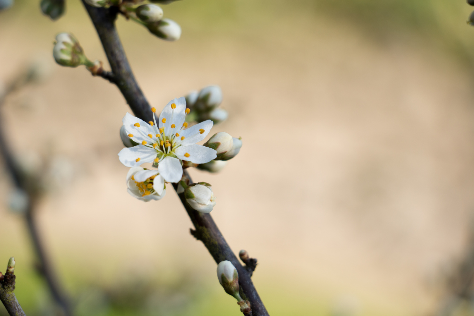 Schlehenblüte