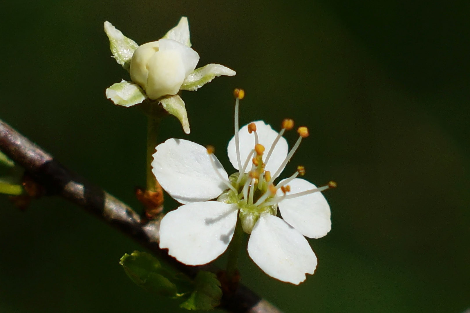 Schlehenblüte