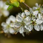 Schlehenblüte