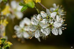 Schlehenblüte