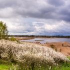 Schlehenblüte an der Peeneniederung