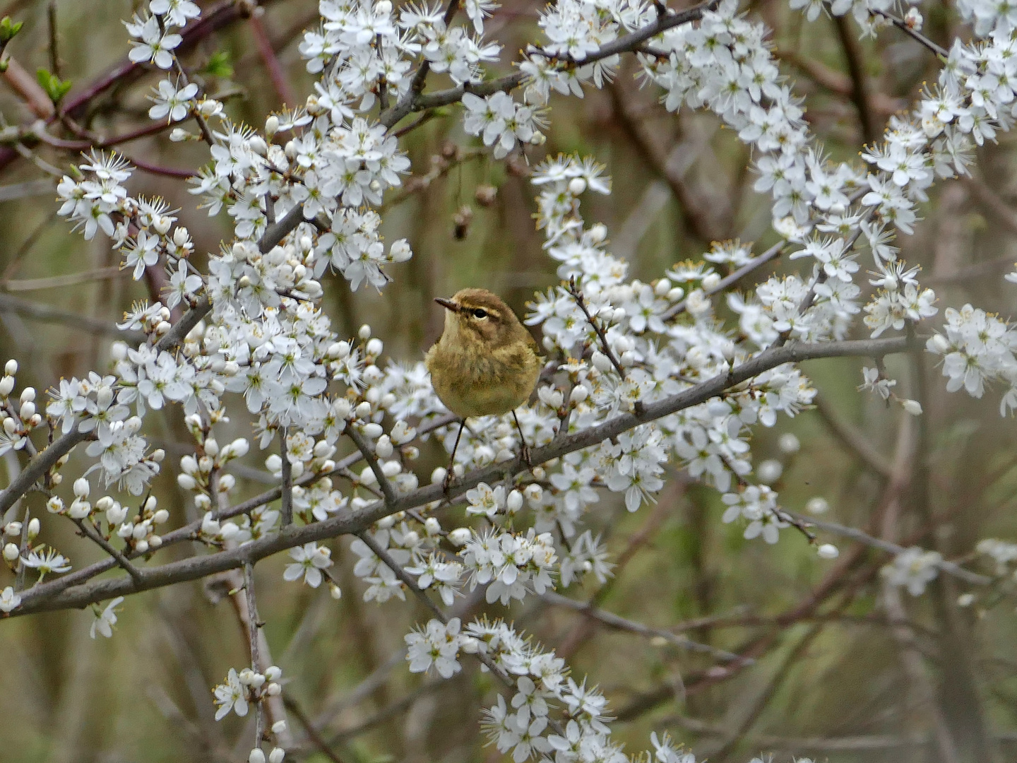 Schlehenblüte