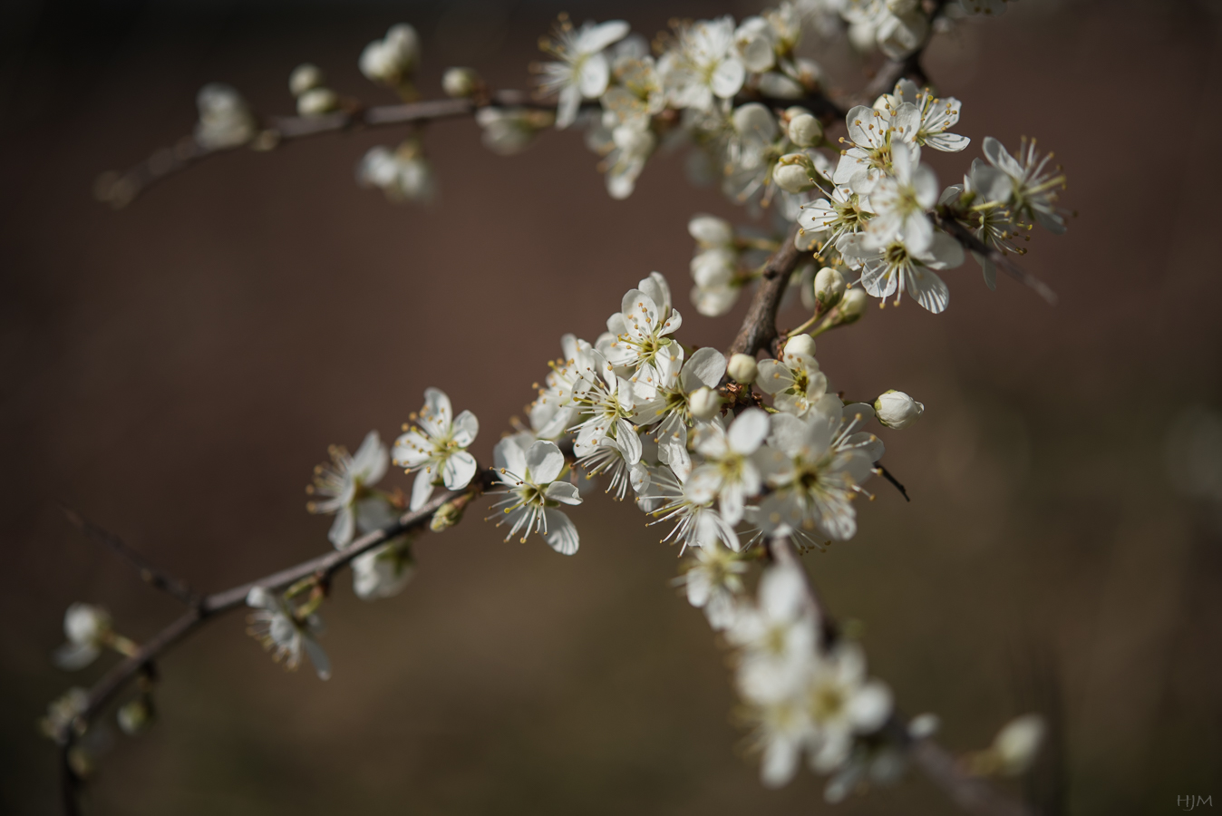 Schlehenblüte