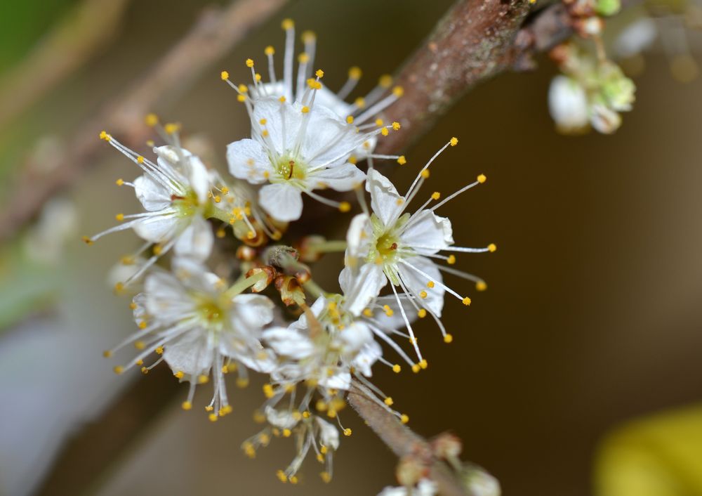 Schlehenblüte