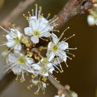 Schlehenblüte