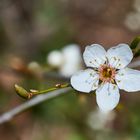 Schlehenblüte 