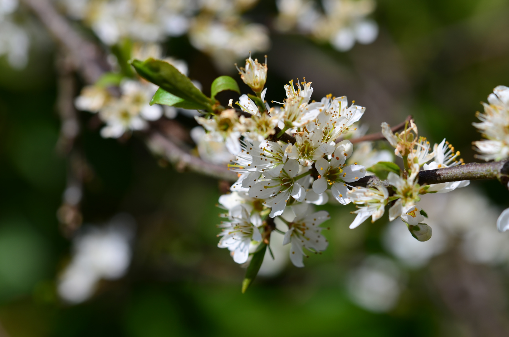 Schlehenblüte